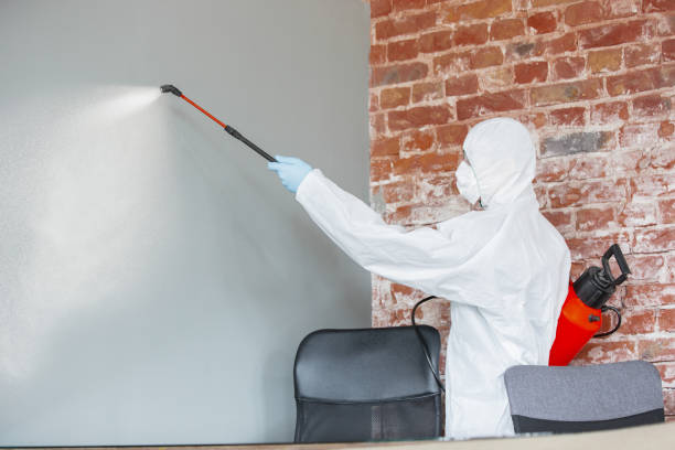 Best Mold Odor Removal Services  in Bainbridge Island, WA